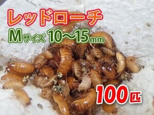 レッドローチ M サイズ 10～15mm 100匹 紙袋配送 生餌 爬虫類 両生類 肉食熱帯魚 生体 アクアリウム エサ 活餌 [3073:gopwx2]