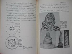 【ゴールストン　緑色植物の生理】　1967年版　