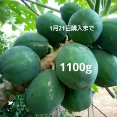 新鮮な緑色パパイヤ1100g