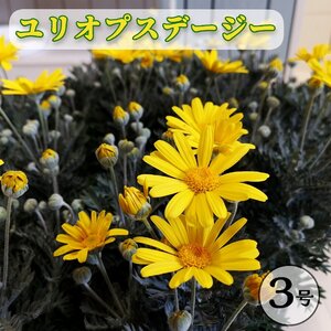 ユリオプスデージー ３号 耐寒性 シルバーリーフ 黄色い花 寄せ植え 鉢植え ガーデニング ハンギング