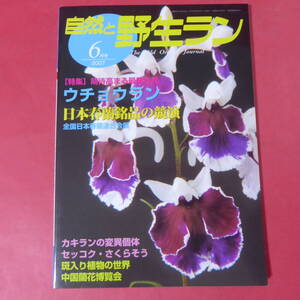 YN3-250109☆自然と野生ラン 2007年6月号　※ ウチョウラン カキラン セッコク サクラソウ 春蘭 ※ 園芸JAPAN