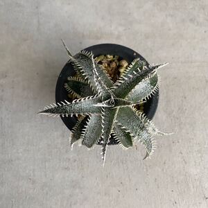 ディッキアハイブリッドDyckia hybrid D37