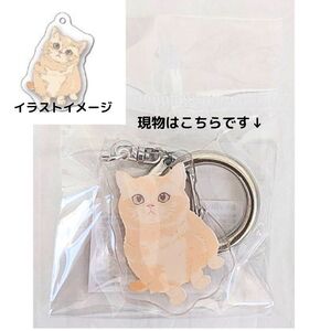 アニマルアクリルキーホルダー 両面印刷 丸型カラビナ付き 猫柄 マンチカン 新品 送料無料 