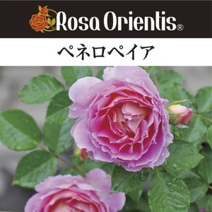 送料無料　ペネロペイア長尺7号 大苗　　鉢植え バラ 薔薇 ロサ オリエンティス 大苗 7号鉢 7寸