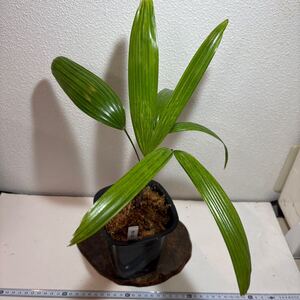 INZ観音竹【☆(満月の図　Mangetsunozu ！)超希少保存品種　Rhapis Excelsa！Miniature Palms !☆】棕櫚竹・古典園芸・観棕竹・觀音棕竹