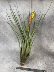 超大株　チランジア　ファシクラータ　Tillandsia fasciculata ★エアプランツ