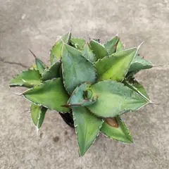 アガベ オテロイ Agave oteroi ②