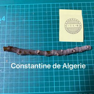 Constantine de Algerie穂木　 イチジク穂木 いちじく穂木