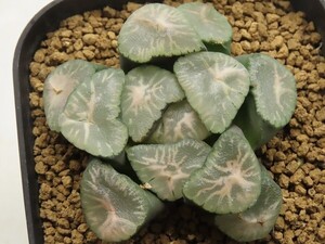 ■[Y076]マサリン【多肉植物　Haworthia　ハオルチア　ハオルシア】