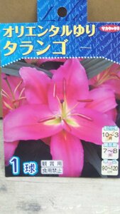 オリエンタル ゆり タランゴ １袋 球根 サカタのタネ 郵便は送料無料 スカシ ユリ