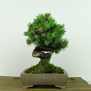 盆栽 松 杜松 樹高 約15cm としょう Juniperus rigida トショウ ヒノキ科 常緑針葉樹 観賞用 小品 現品