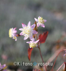 錦唐松草（ニシキカラマツソウ）◇キンポウゲ科　希少種！３寸ポリポット栽培　◇開花時期６月～