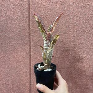 ［Pof］Billbergia Kolan Snow Flake ビルベルギア・コーランスノーフレーク