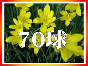 ◆即決☆(*^o^*)黄色のゼフィランサス　シトラナ（シトリナ）70球1000円☆S24