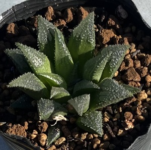 ハオルチア　Haworthia maraisii var.maraisii GM441 Nooitgedacht NW Drew