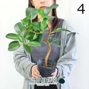 【現品】フランスゴム 曲がり 3.5号ポット（4）Ficus rubiginosa