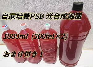 光合成細菌 1000ml PSB 【送料無料】エビオス20錠おまけ　ミジンコ　ゾウリムシ　メダカ　育成　熱帯魚　稚魚　液肥　土壌改善　連作障害に