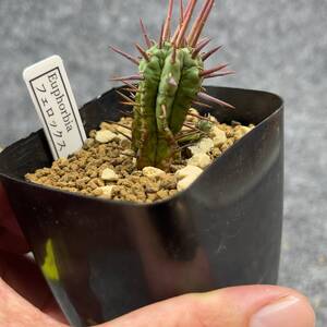 【鉢ごと発送】ユーフォルビア・フェロックス / 2号鉢 / 塊根・多肉植物【現品】24-7-25-13