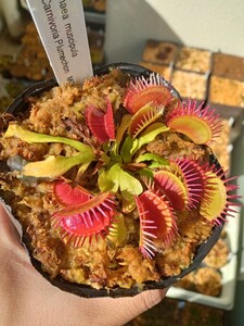 食虫植物 Dionaea muscipula carnivoria plumechon MC ハエトリソウ No.2