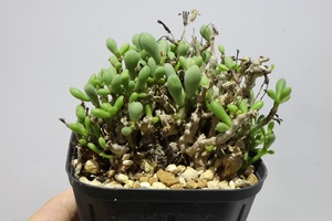 Tylecodon schaeferianus チレコドン　スカエフェリアナス 群卵 (=Tylecodon sinus-alexandra)