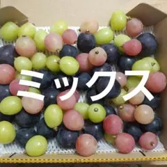 ミックス葡萄