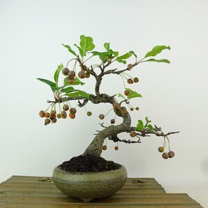 盆栽 海棠 樹高 約20cm かいどう Malus micromalus カイドウ 実 バラ科 落葉樹 観賞用 小品 現品