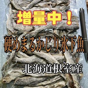 珍味 硬めまるかじり氷下魚（こまい）北海道根室産　別名：寒海（かんかい）