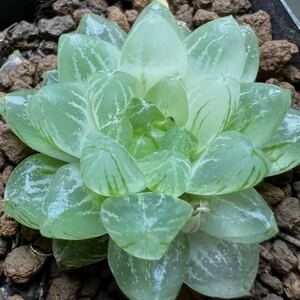 多肉植物　ハオルチア　雪花オブツーサ錦　糊斑　親株