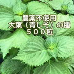 農薬不使用　大葉（青シソ）の種