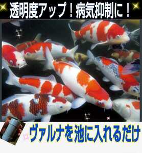 錦鯉の病気がなくなります【ヴァルナ池用】病原菌や感染症など有害物質を強力抑制！透明度が抜群に☆池に入れるだけで５００トン浄化します