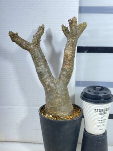 4223 「塊根植物」パキポディウム エニグマティクム 植え【発根・Pachypodium enigmaticum・多肉植物】