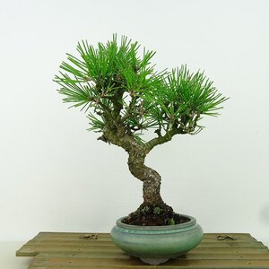 盆栽 松 黒松 樹高 約20cm くろまつ Pinus thunbergii クロマツ マツ科 常緑針葉樹 観賞用 小品 現品