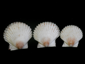 貝の標本 Sevratovola tricarinata set 3