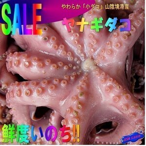 やわらか「小ダコ3kg」シャブシャブ、お刺身、焼き、煮付け、たこ焼き(水タコ)