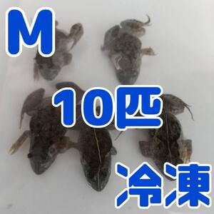 【国産】冷凍カエル 餌 M 10匹 胴長3~4cm ヌマガエル ヘビ用 蛇 エサ @120円 CB個体