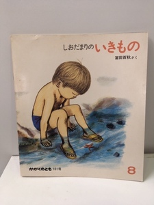 かがくのとも 101号 しおだまりのいきもの/福音館書店 1977年8月1日発行 冨田百秋さく☆古本