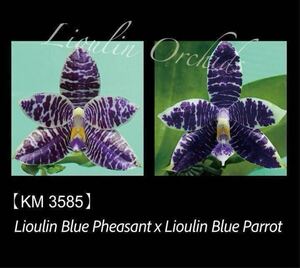 (^。 ^)(T7)新入荷, Phal. Lioulin Blue Pheasant x Lioulin Blue Parrot