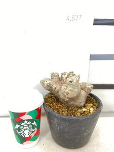 4827 「塊根植物」パキポディウム エニグマティクム 植え【発根・Pachypodium enigmaticum・多肉植物】