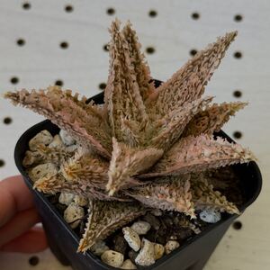 アロエ テンプラ hyb 実生 ハイブリッド 多肉植物 Aloe hybrid 151