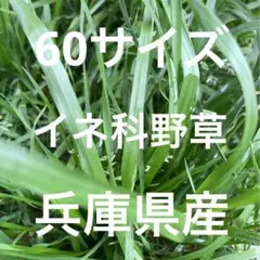 兵庫県産　イネ科野草　60サイズ