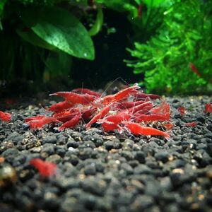 【Noir×Rouge】 ファイヤーレッドチェリーシュリンプ ２５ 匹セット 『生体 ヌマエビ チェリーシュリンプ shrimp 熱帯魚 抱卵 水草』