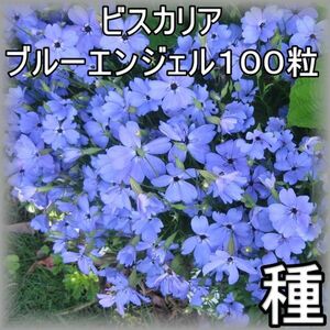 ビスカリア ブルーエンジェル 100粒 花の種 2024年採種 2024563