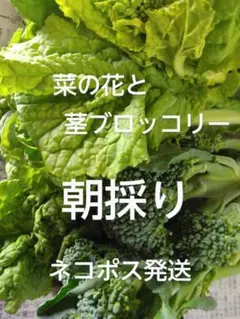 菜の花　菜花　茎ブロッコリー　ステツクセニヨール　野菜