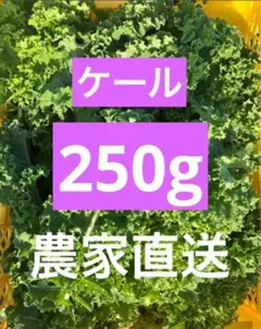 ケール250g 野菜