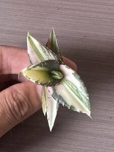 【FJ Agave】a24アガベ titanota 黒豹錦 斑入 特選 極上株 多肉植物 