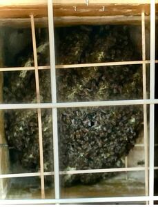 日本ミツバチ　分蜂　日本蜜蜂　日本みつばち　巣箱　手渡し取引　昆虫　ハチミツ　はちみつ　蜂蜜