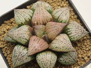 ■[Y042]愛宕×青木コントラスト　実生　未繁殖【多肉植物　Haworthia　ハオルチア　ハオルシア】