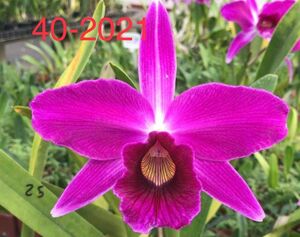 C. purpurata f. sanguinea CG1314 select#40