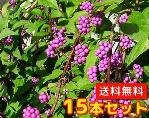 ムラサキシキブ（コムラサキシキブ） 樹高0.5m前後 15cmポット （15本セット）（送料無料） 苗 植木 苗木