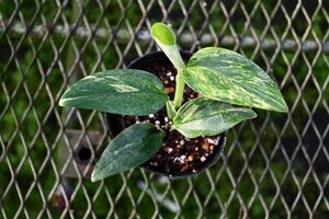 241258☆AO☆モンステラ・スタンデリアナの斑入り　 Monstera standleyana Variegated 60サイズ